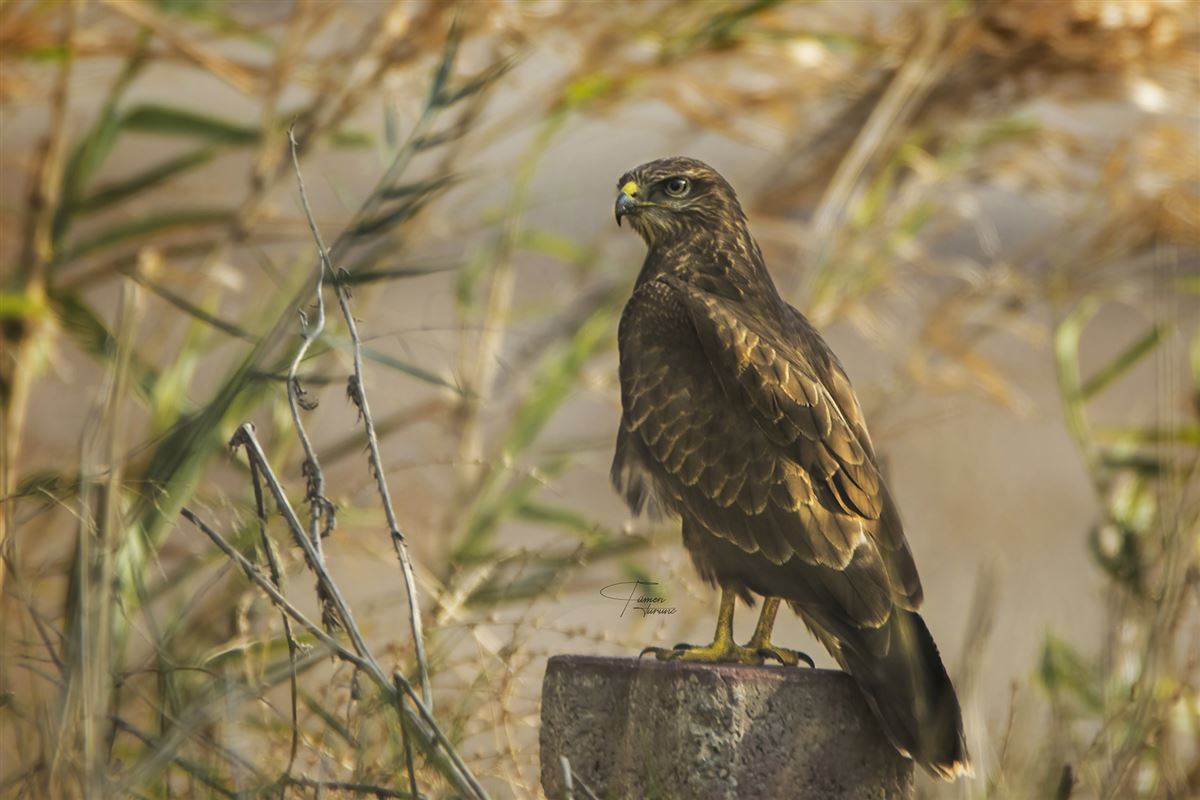Common Buzzard