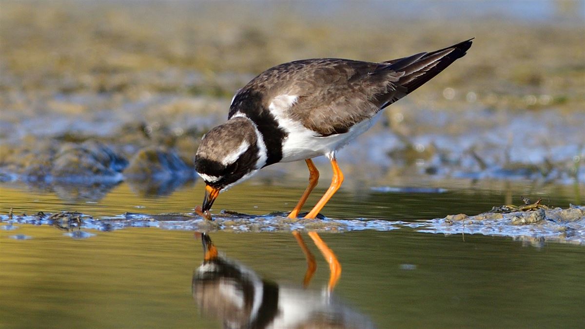 Common Ringed Plover