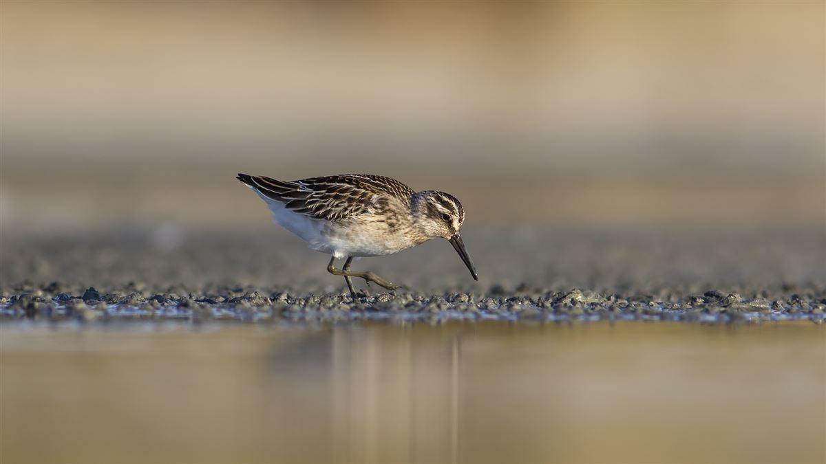 Broad-billed Sandpiper