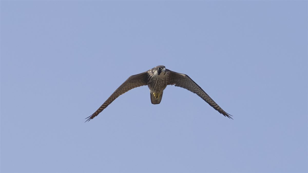 Peregrine Falcon