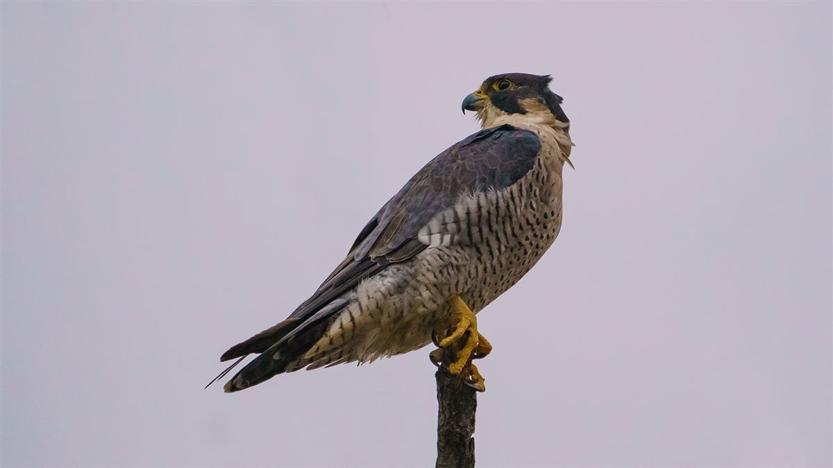 Peregrine Falcon