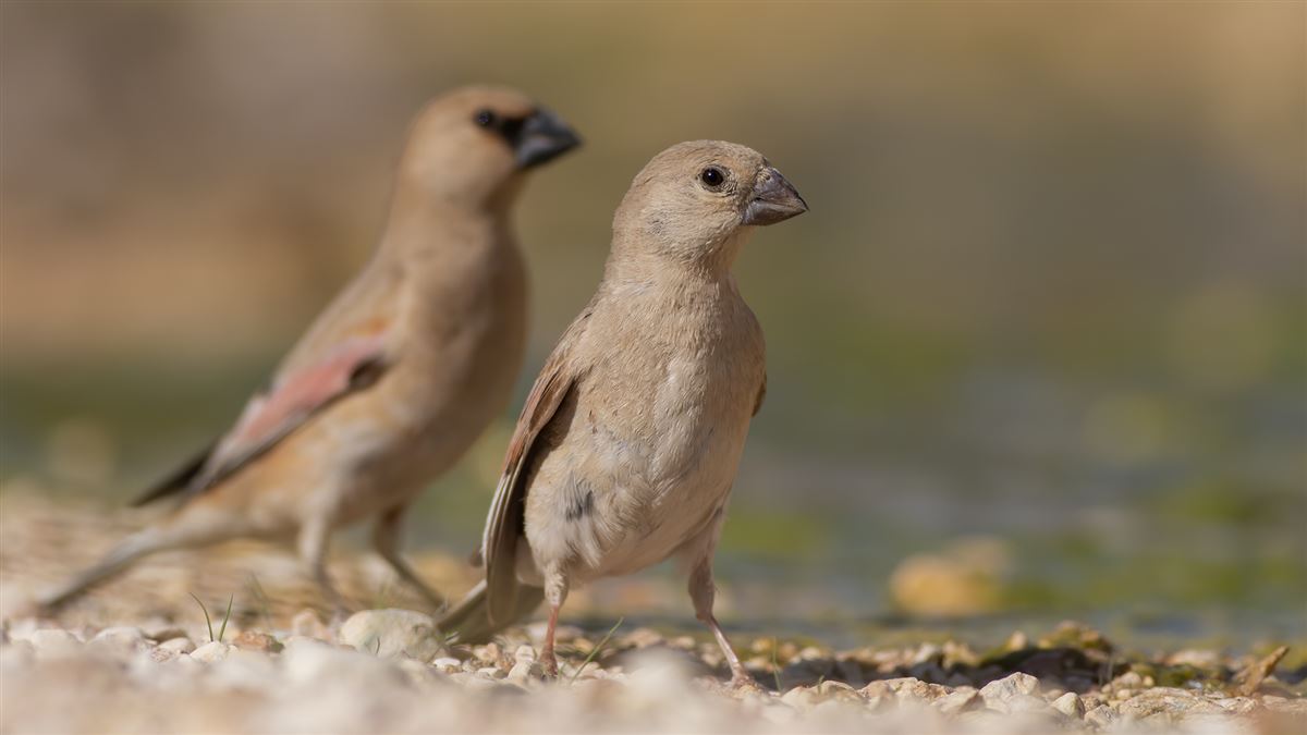 Desert Finch