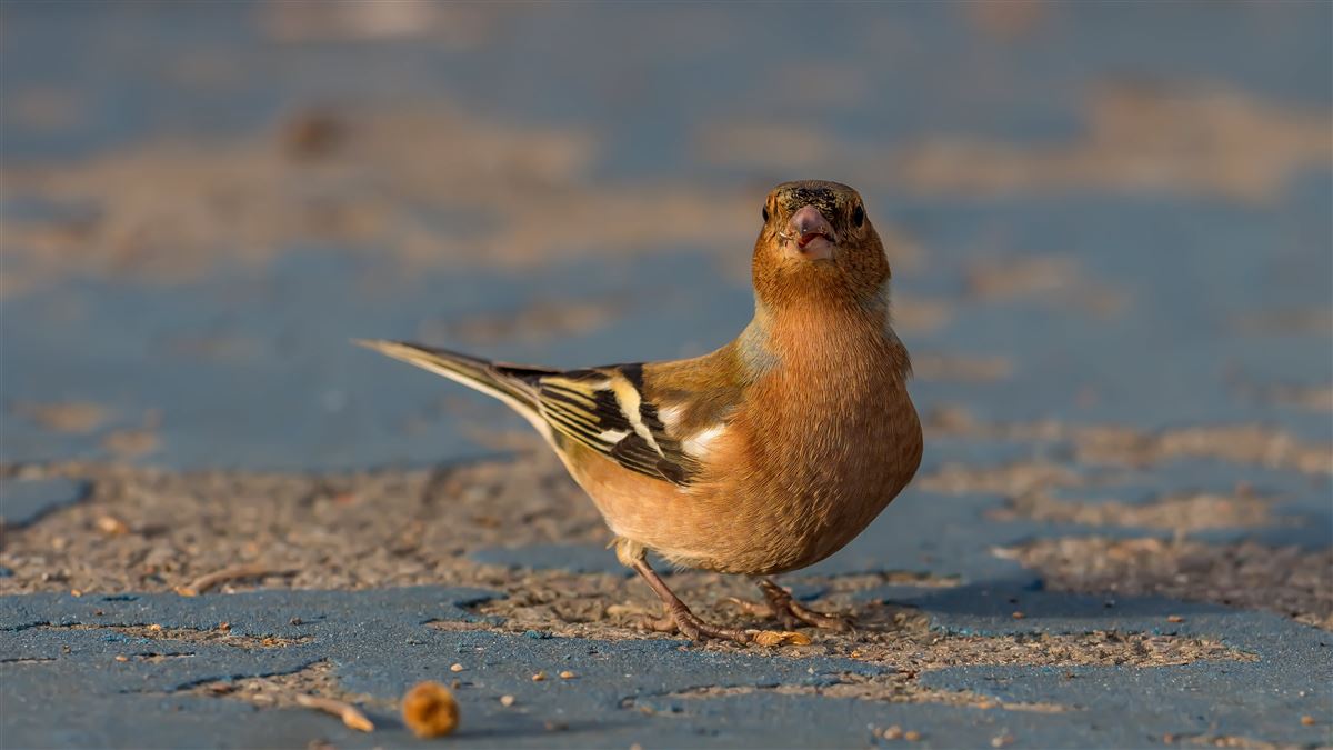 Eurasian Chaffinch