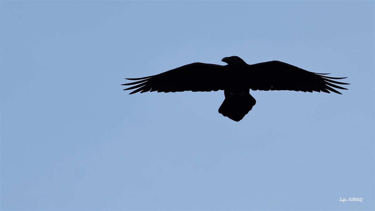 Northern Raven