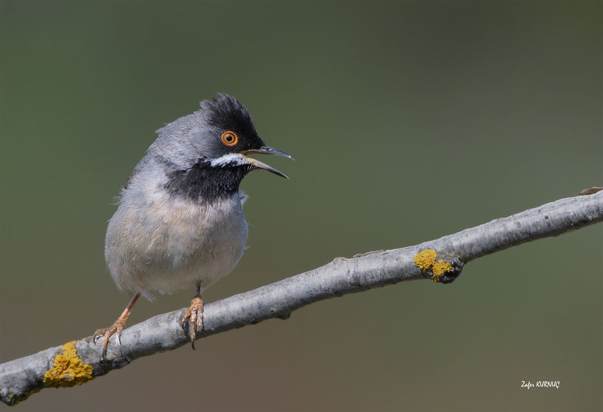 Rüppell`s Warbler