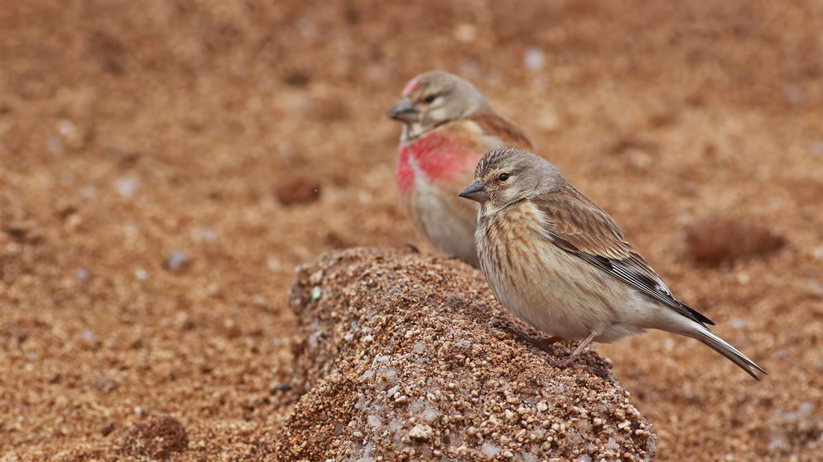 Common Linnet