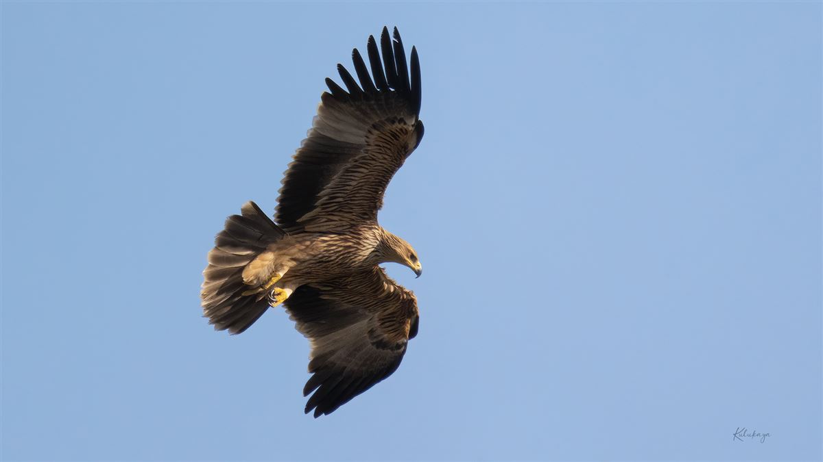 Eastern Imperial Eagle