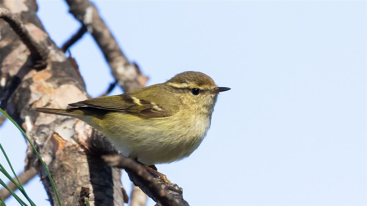 Hume`s Leaf Warbler