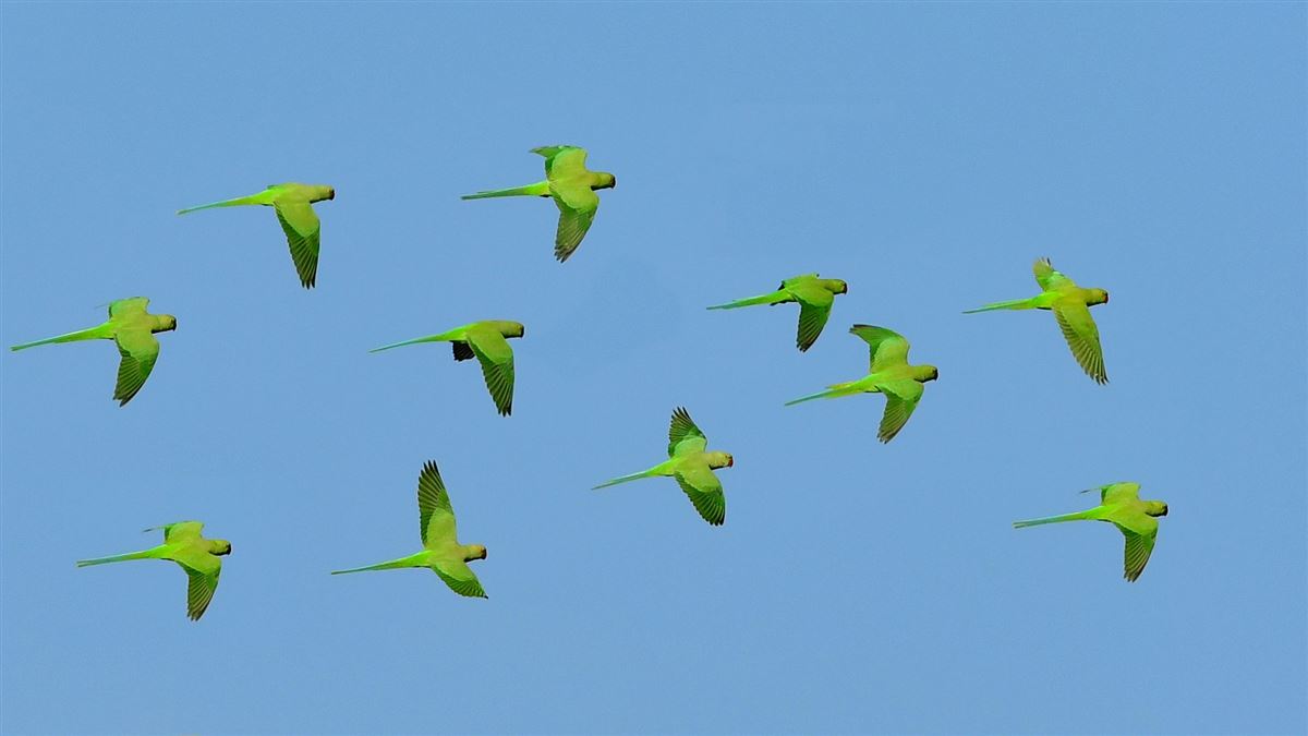Rose-ringed Parakeet
