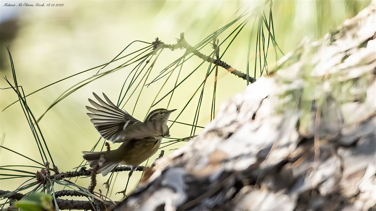 Hume`s Leaf Warbler