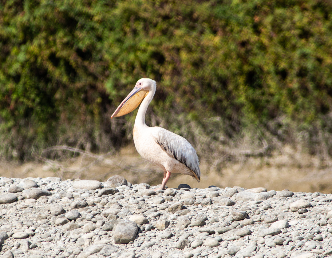 Great White Pelican