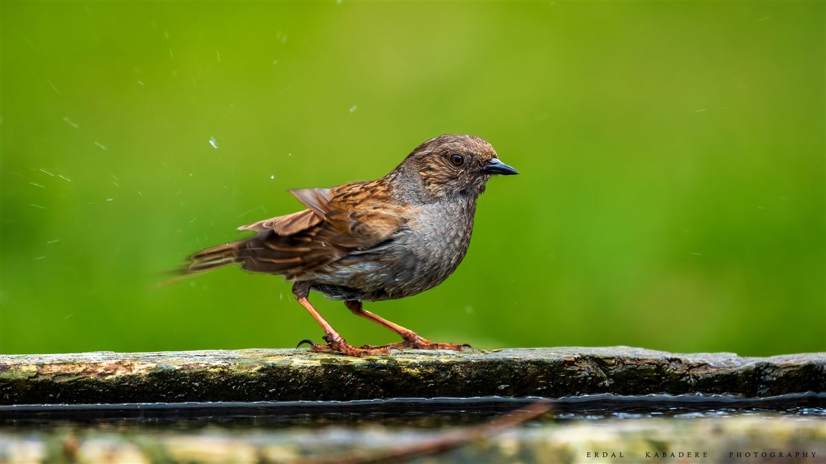 Dunnock