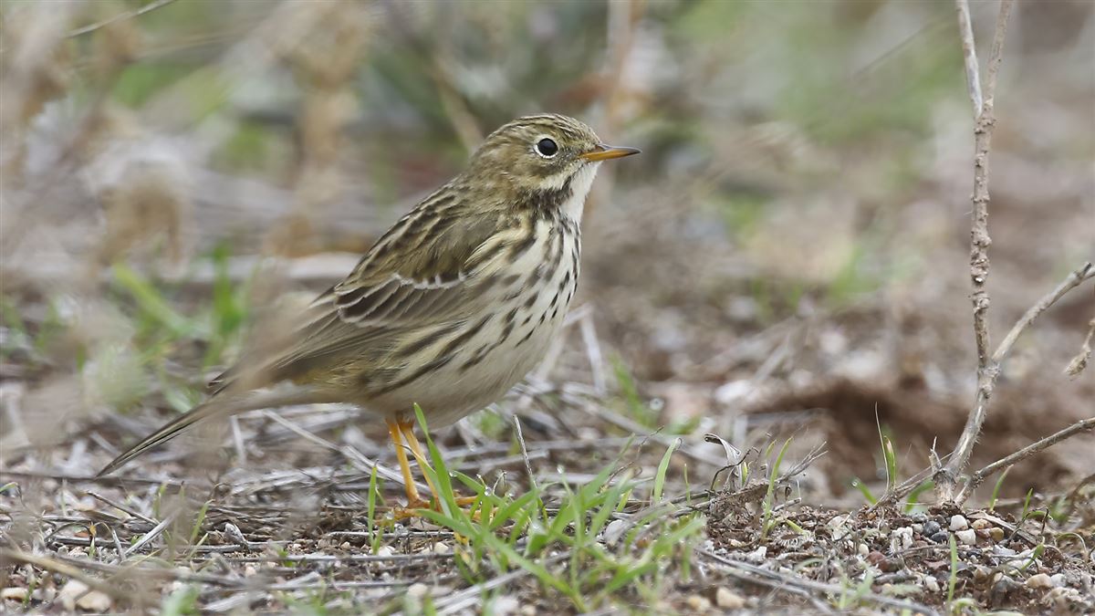 Meadow Pipit