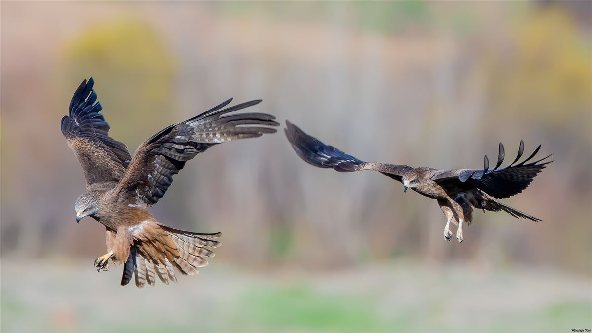 Black Kite