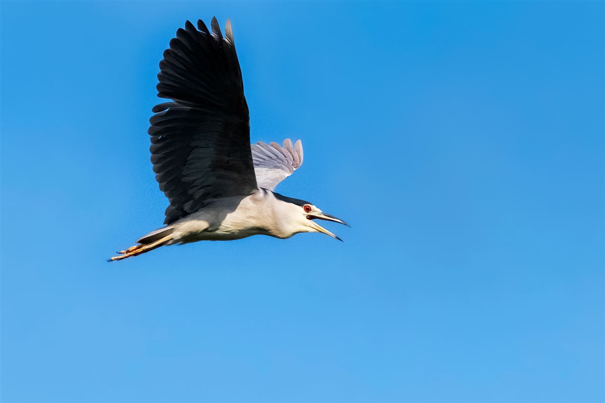 Black-crowned Night Heron