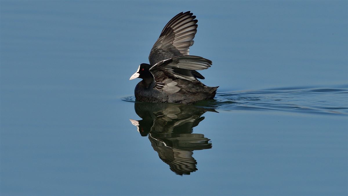 Eurasian Coot