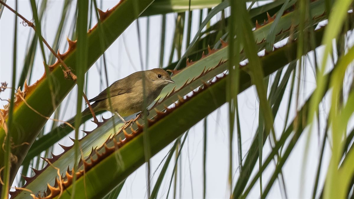 Eurasian Blackcap