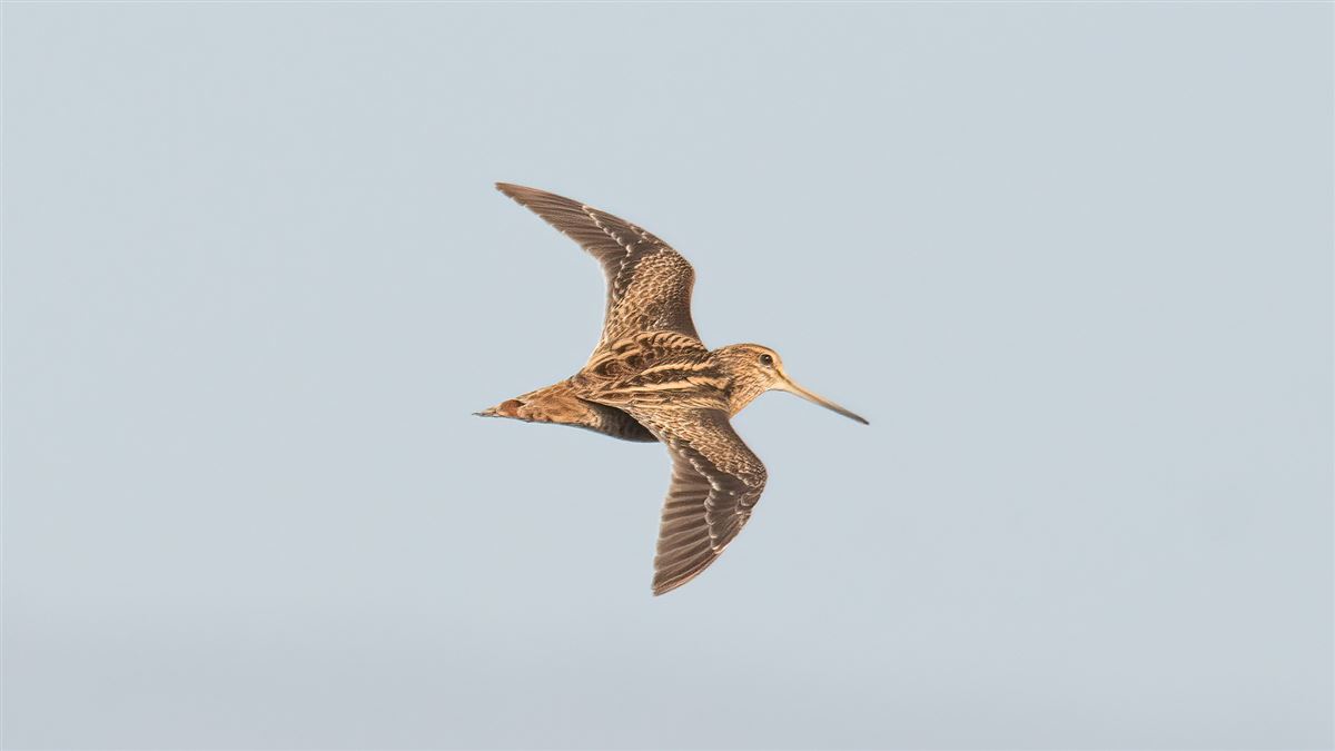 Pin-tailed Snipe