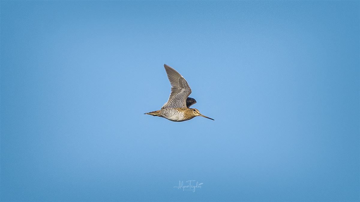 Pin-tailed Snipe