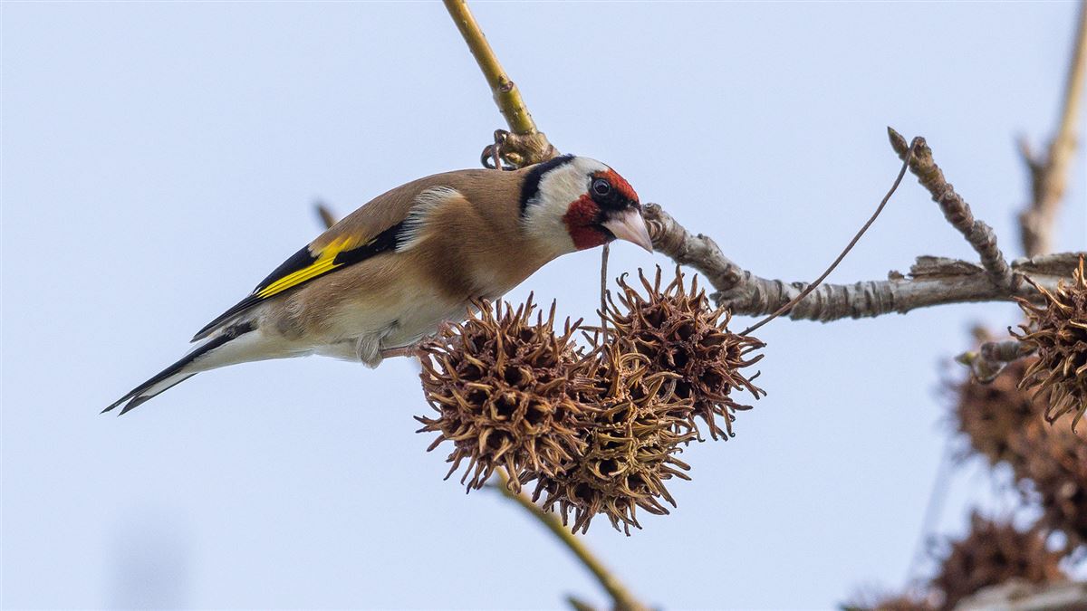 European Goldfinch