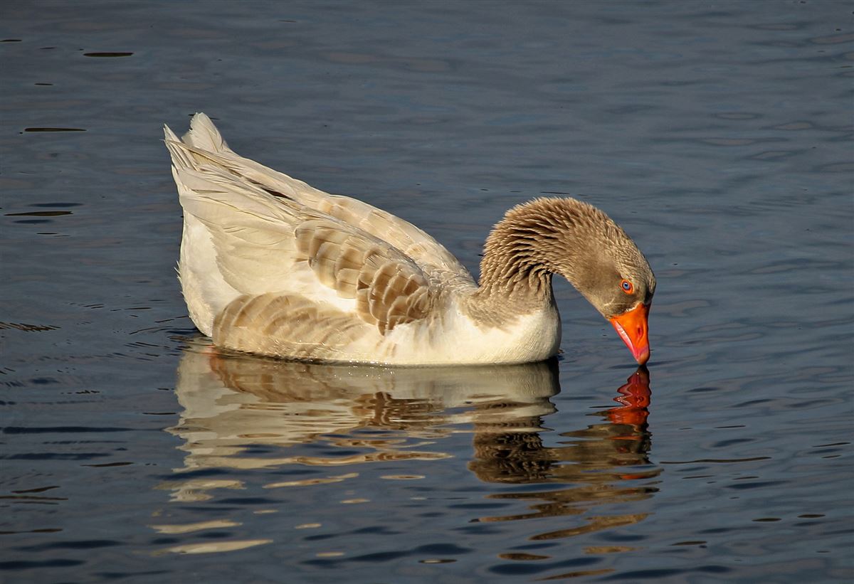 Greylag Goose
