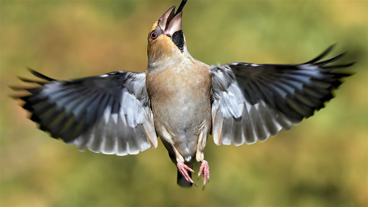 Hawfinch