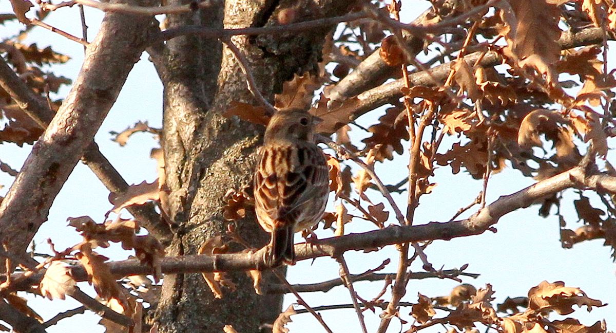Pine Bunting