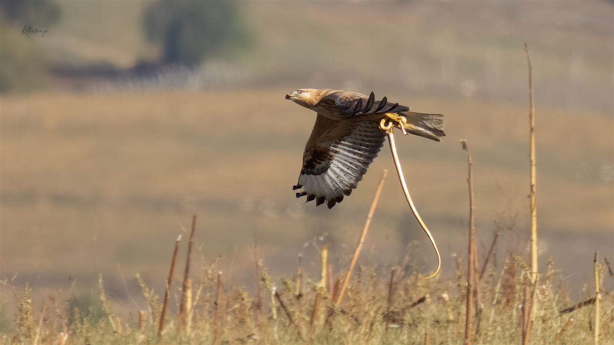 Long-legged Buzzard