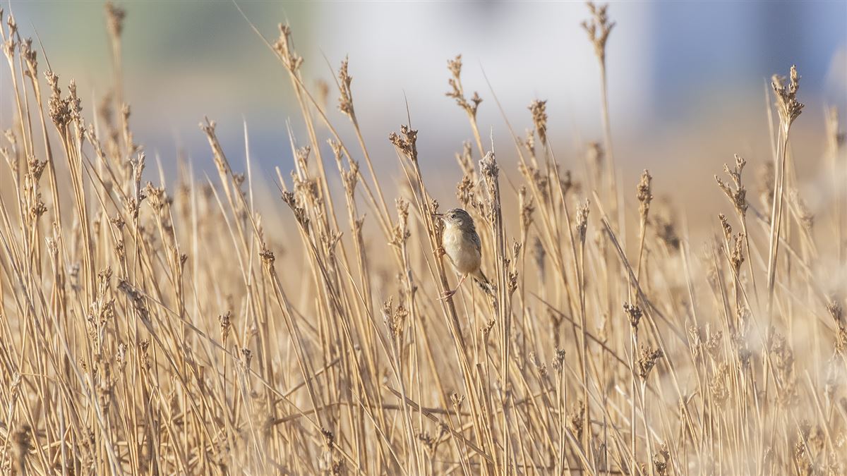 Zitting Cisticola