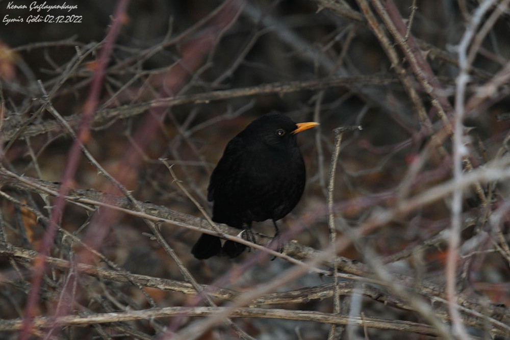Common Blackbird