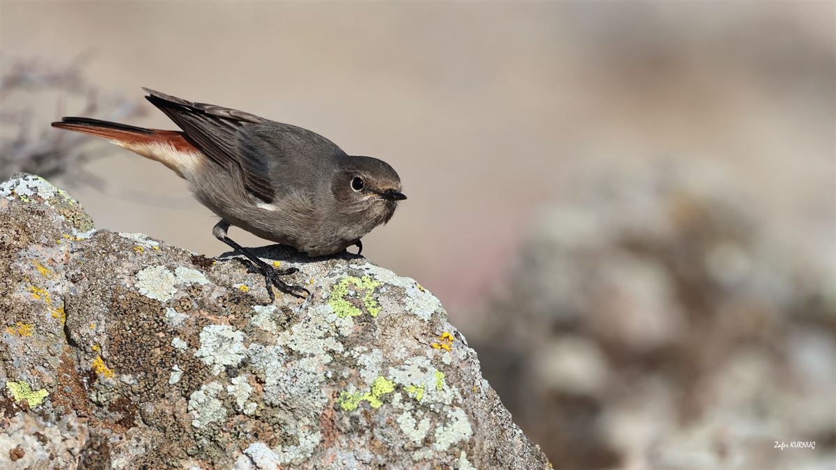 Black Redstart