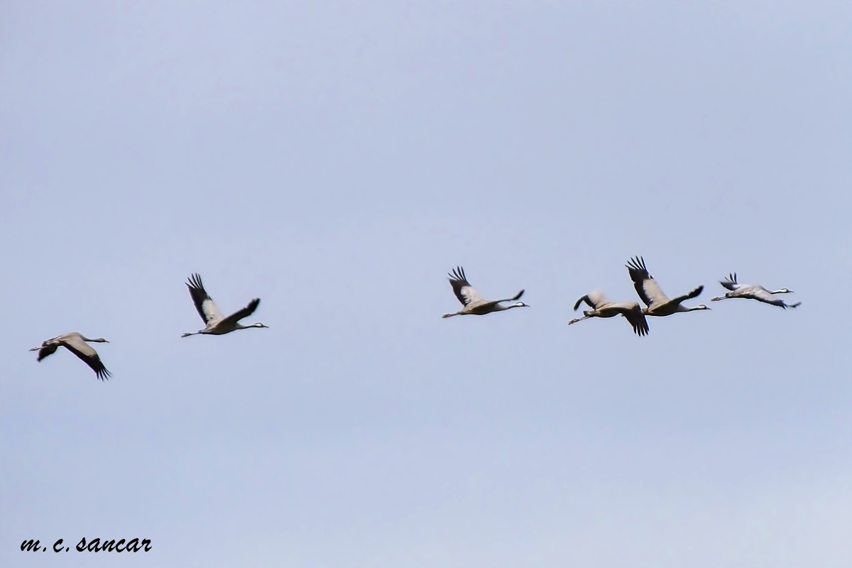 Common Crane