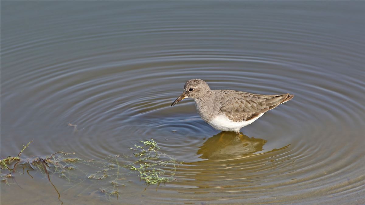 Temminck`s Stint
