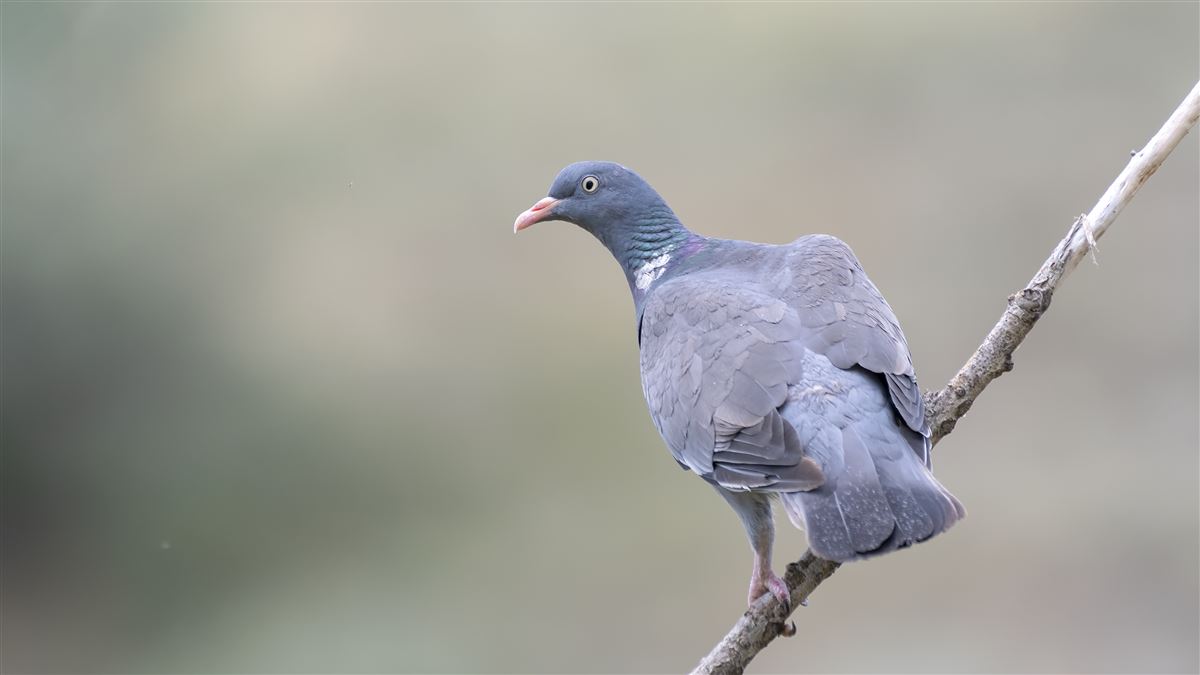 Common Wood Pigeon
