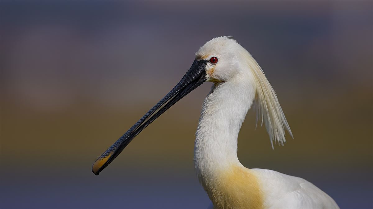 Eurasian Spoonbill