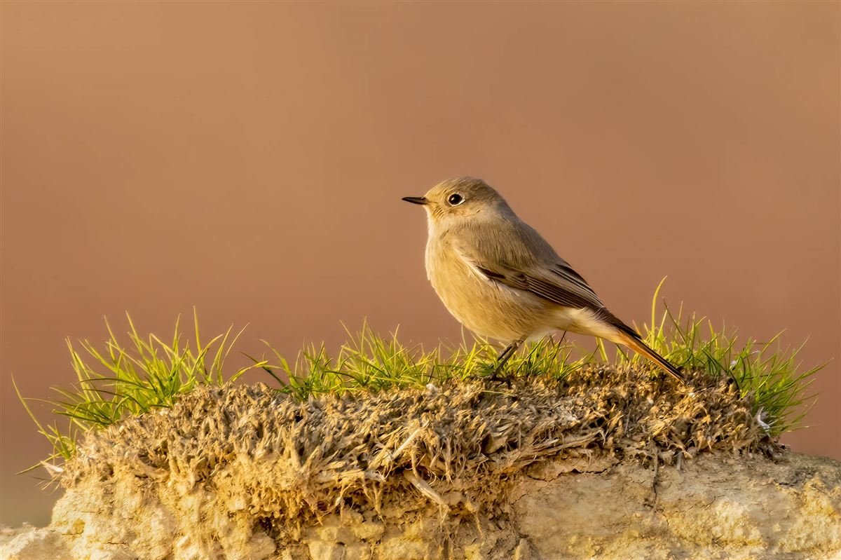 Black Redstart