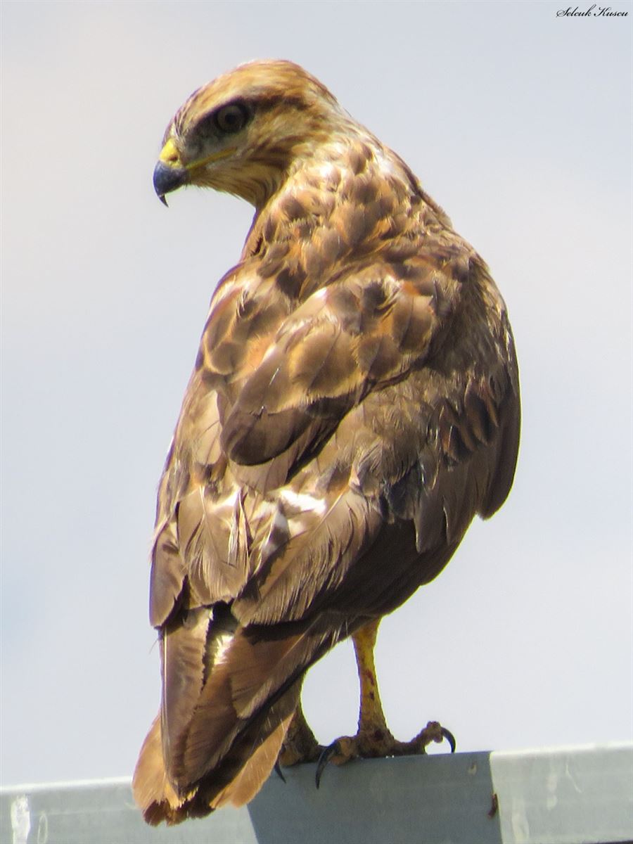 Long-legged Buzzard