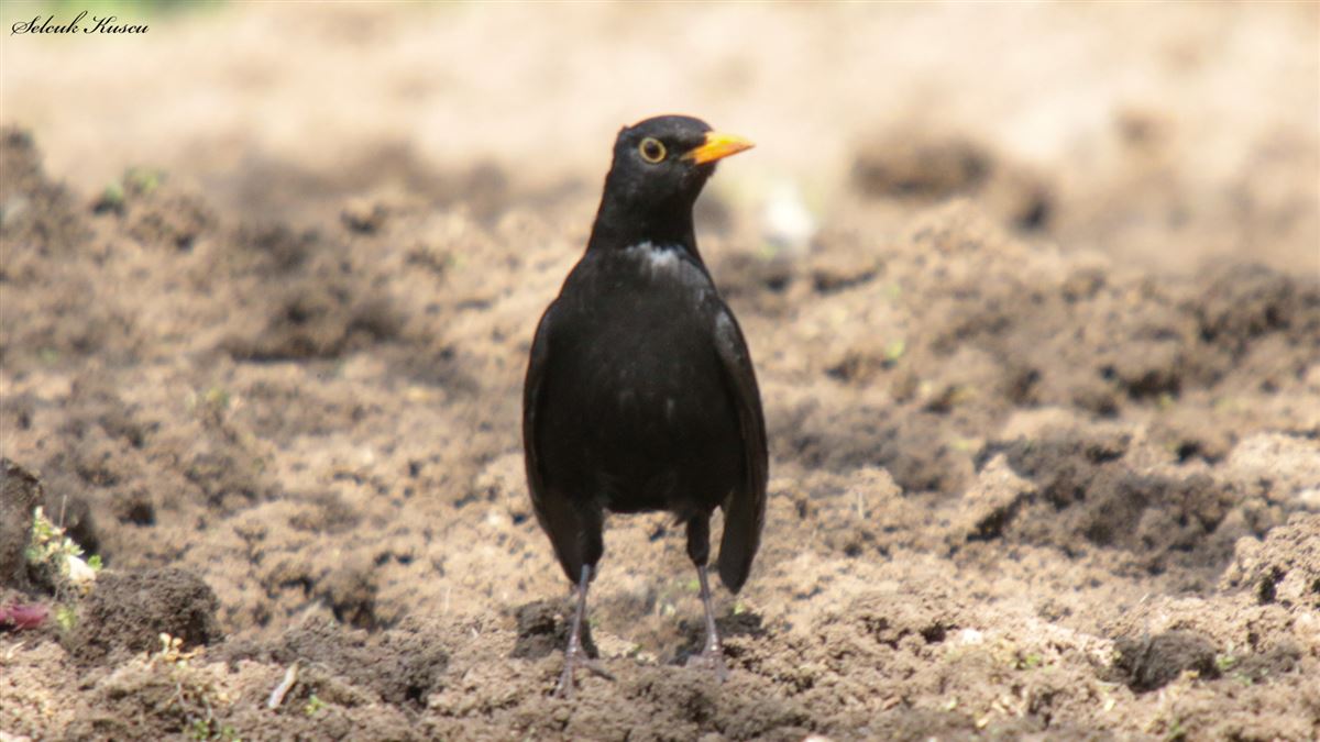 Common Blackbird