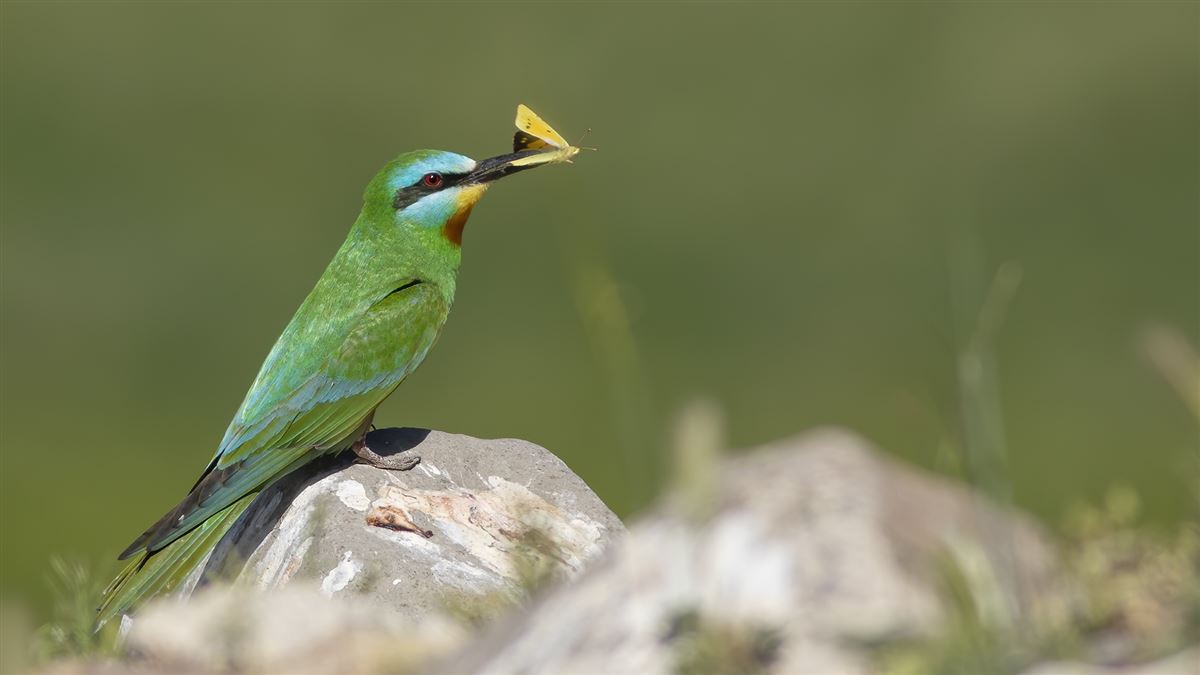 Blue-cheeked Bee-eater