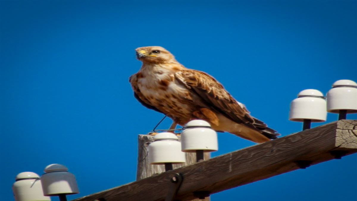 Long-legged Buzzard