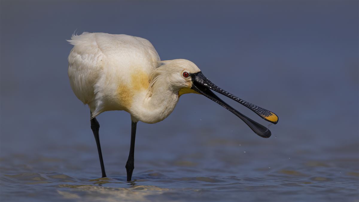 Eurasian Spoonbill