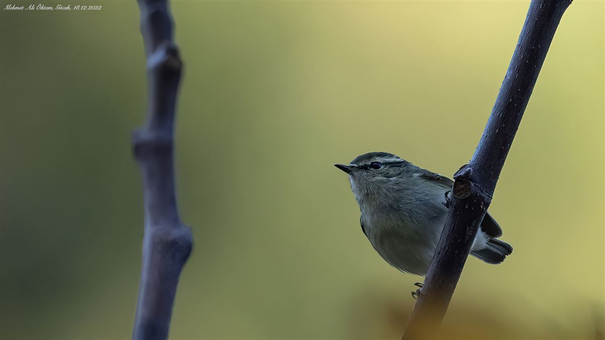 Hume`s Leaf Warbler
