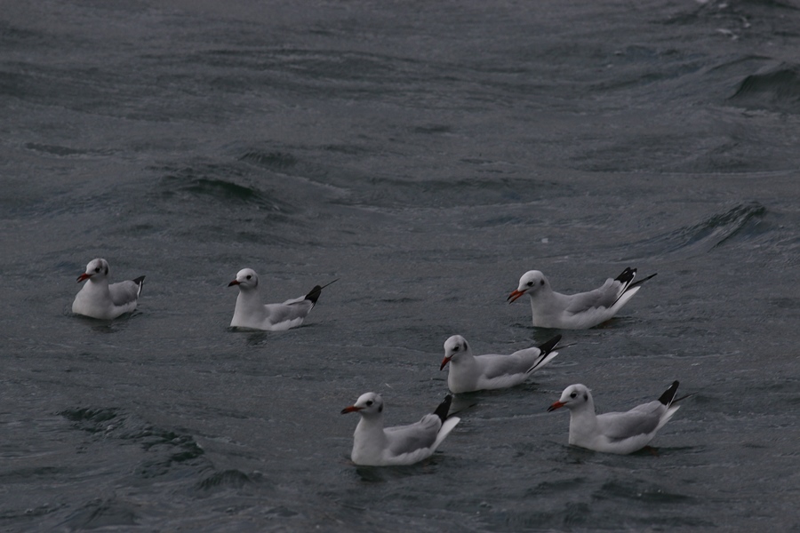 Black-headed Gull