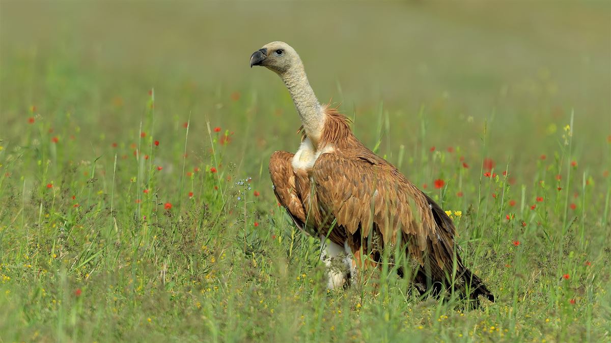 Griffon Vulture