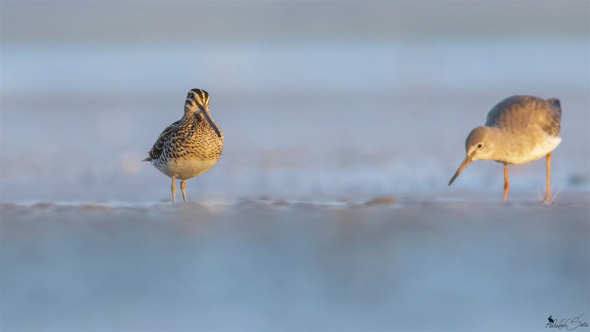 Common Snipe