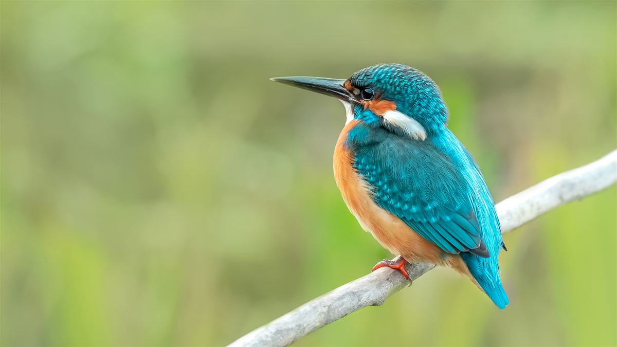 Common Kingfisher
