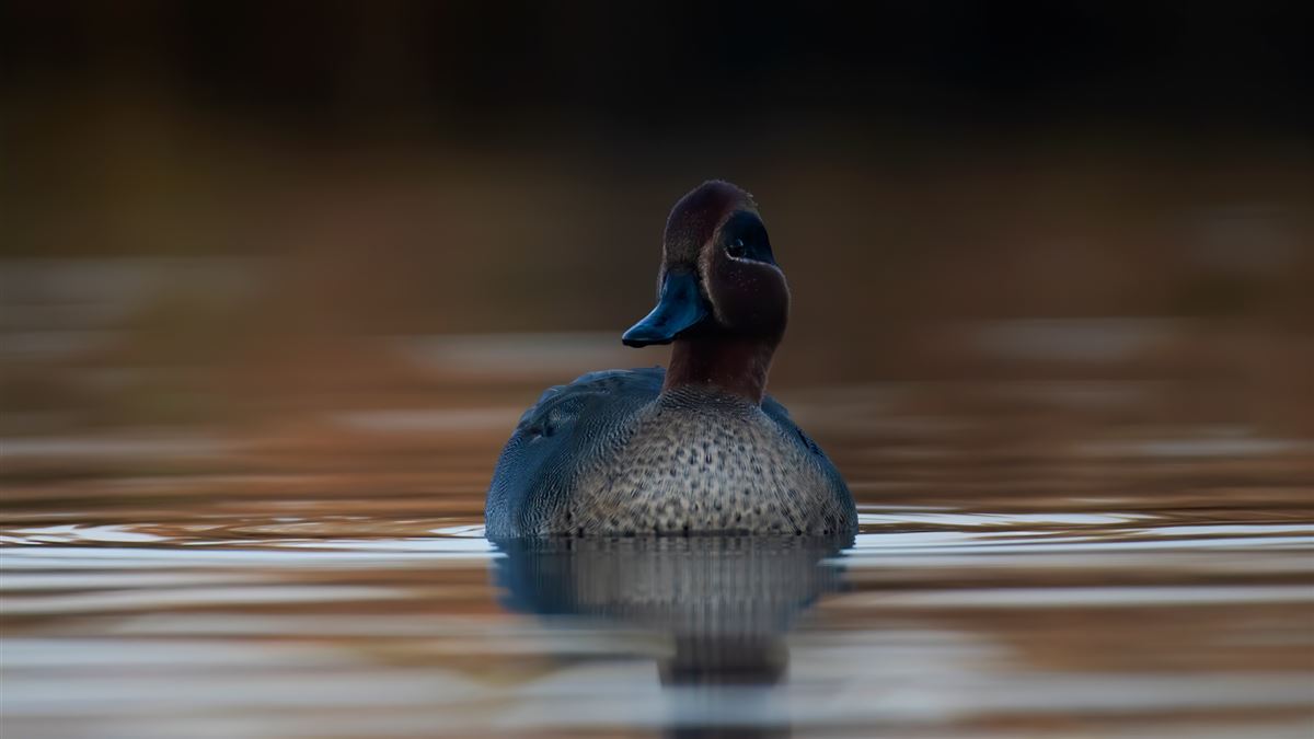 Eurasian Teal
