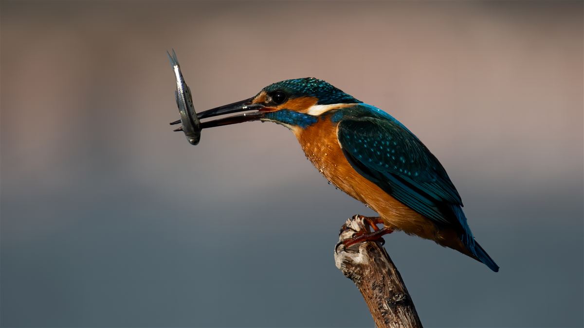 Common Kingfisher