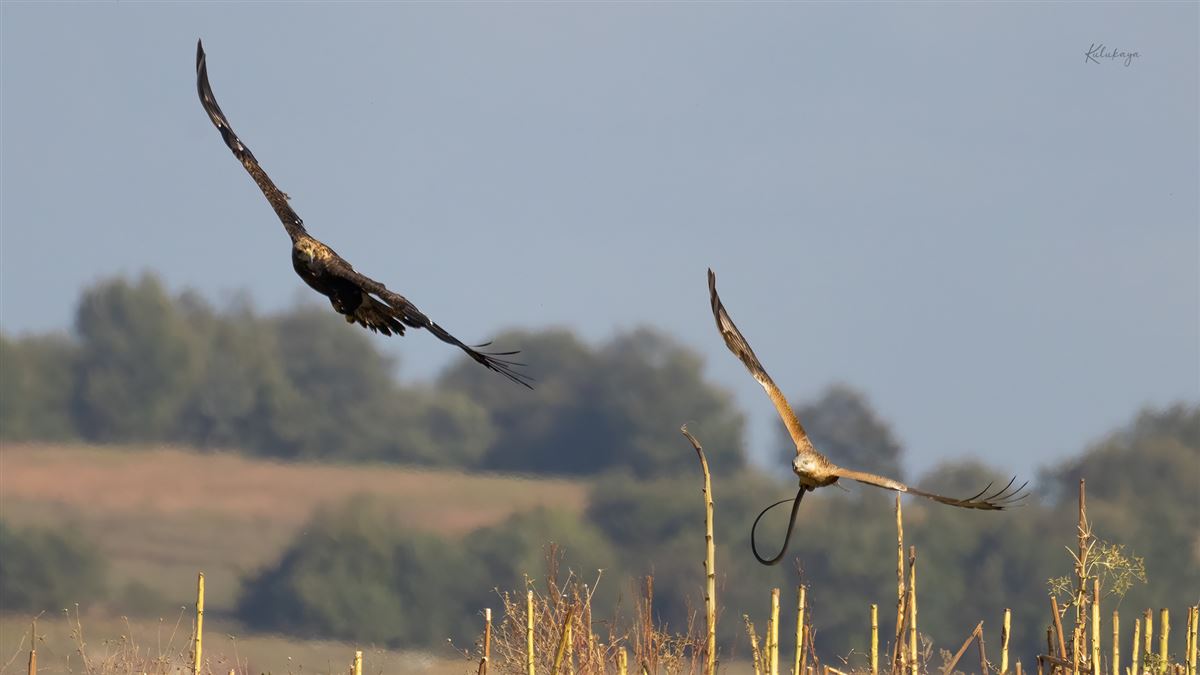 Eastern Imperial Eagle