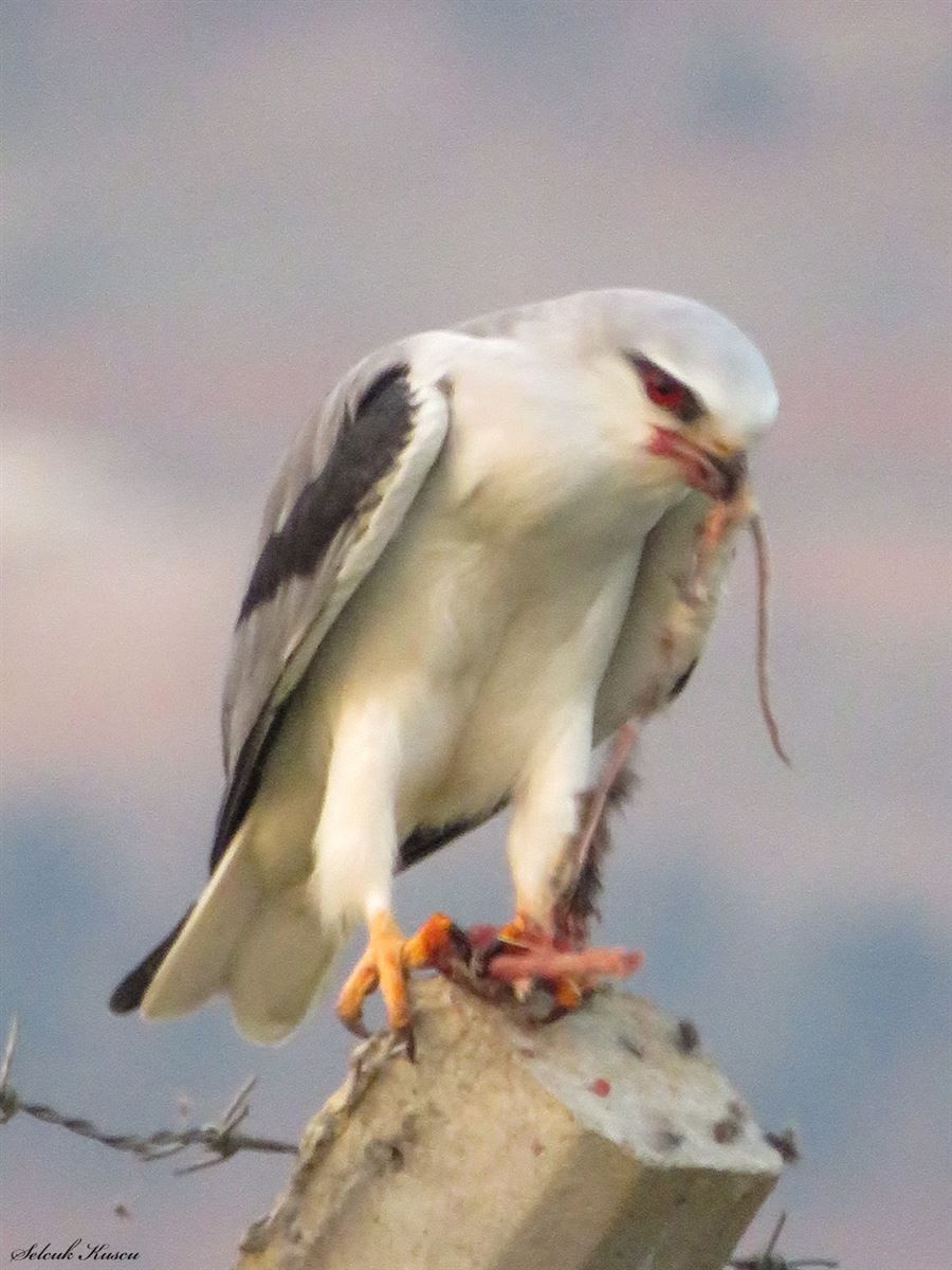 Black-winged Kite